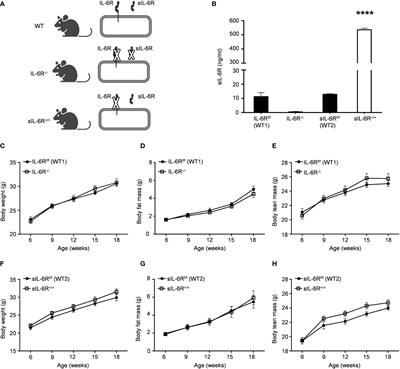 Interleukin 6 receptor is not directly involved in regulation of body weight in diet-induced obesity with and without physical exercise